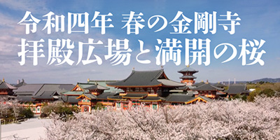 令和四年 春の金剛寺 拝殿広場と満開の桜